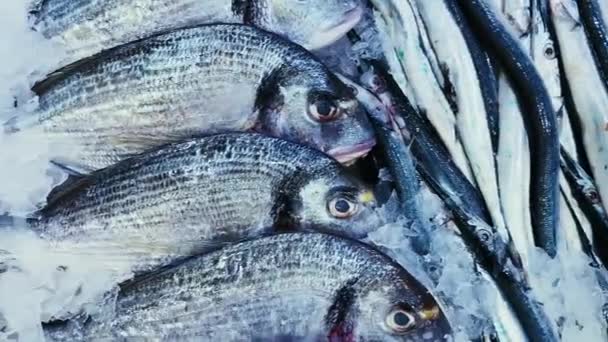 Meeresfrüchte, Fisch und Öko-Food-Konzept, Auswahl an frischen rohen Fischen im Eisregal im Fischladen oder Bio-Fischmarkt — Stockvideo