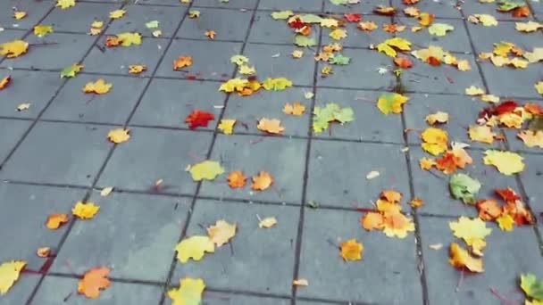Höstsäsong, färgglada höstlöv på asfalterad mark i stadsparken, säsongsbetonad natur b-roll — Stockvideo