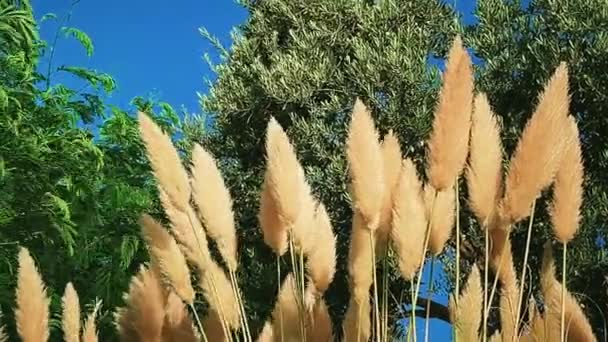 Concetto di conservazione della natura ed ecoambiente. Piante botaniche e fiori nel giardino estivo — Video Stock