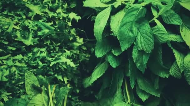 Gröna, snabbköp och ekologiska, koncept, gröna bladgrönsaker och örter sortiment till salu på eko jordbrukare marknaden — Stockvideo