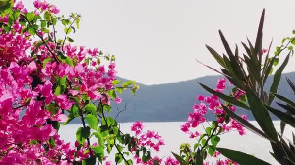 Прибрежная природа и концепция цветочной красоты. Розовые цветы в цветении, море и горный ландшафт — стоковое видео