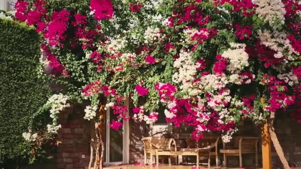 Pátio jardim e decoração ao ar livre conceito. Flores em flor e móveis de vime na varanda de verão — Vídeo de Stock