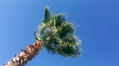 Yaz tatili ve tropikal doğa konsepti. Yazın palmiye ağacı ve mavi gökyüzü