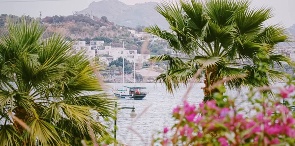 Paisaje marino, viajes y concepto de naturaleza. Mar y palmera en verano —  Fotos de Stock