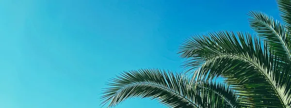 Vacaciones de verano y concepto de naturaleza tropical. Palmera y cielo azul en verano — Foto de Stock