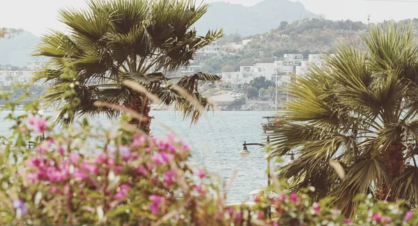 Paesaggio marino, viaggi e natura. Mare e palme in estate — Foto Stock