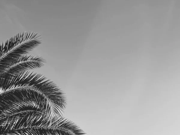 Vacances d'été et concept de nature tropicale. Palmier en été comme vintage noir et blanc, fond monochrome — Photo