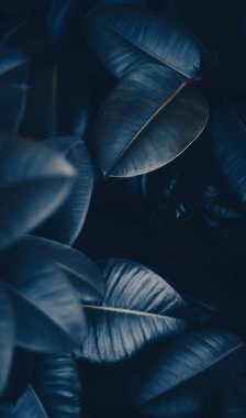 Doğa ve çevre arka planı olarak tropikal yapraklar, botanik bahçesi ve çiçek arkaplanı, bitki gelişimi ve manzara tasarımı