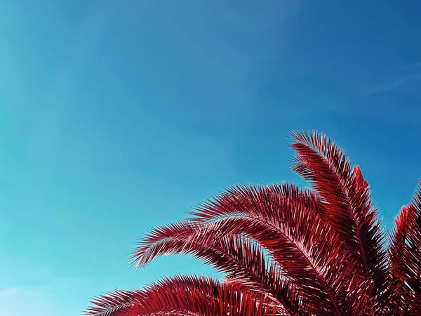 Arte pop y concepto de naturaleza tropical. Hojas de palmera roja y cielo azul como fondo vintage de verano — Foto de Stock