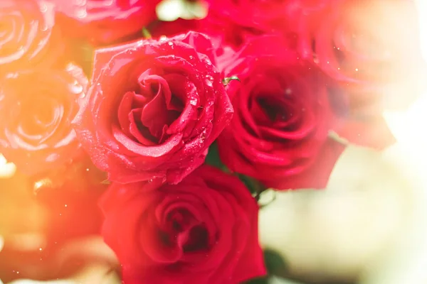 Ramo de rosas rojas como regalo de vacaciones florales, hermosas flores frescas de jardín como decoración casera — Foto de Stock