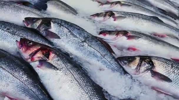 Meeresfrüchte, Fisch und Öko-Food-Konzept, Auswahl an frischen rohen Fischen im Eisregal im Fischladen oder Bio-Fischmarkt — Stockvideo
