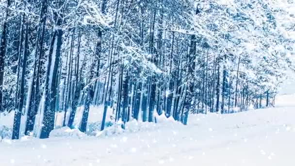 Χειμερινή χώρα των θαυμάτων και χιονίζει Χριστουγεννιάτικο τοπίο. Πτώση χιονιού στο δάσος, δέντρα καλυμμένα με χιόνι ως φόντο διακοπών — Αρχείο Βίντεο