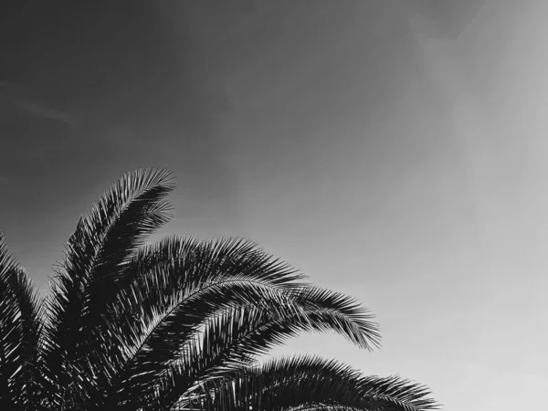 Férias de verão e conceito de natureza tropical. Palmeira no verão como vintage preto e branco, fundo monocromático — Fotografia de Stock