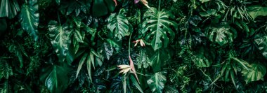 Doğa ve çevre arka planı olarak tropikal yapraklar, botanik bahçesi ve çiçek arkaplanı, bitki gelişimi ve manzara tasarımı