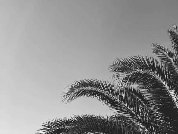 Nyaralás és trópusi természet koncepció. Palm fa nyáron évjárat fekete-fehér, monokróm háttér — Stock Fotó
