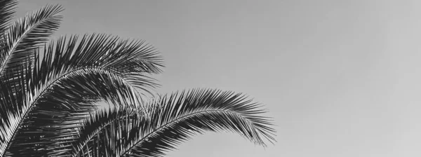 Vacaciones de verano y concepto de naturaleza tropical. Palmera en verano como vintage en blanco y negro, fondo monocromo — Foto de Stock