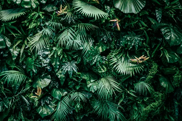 Foglie tropicali come sfondo naturale e ambientale, giardino botanico e sfondo floreale, crescita delle piante e progettazione del paesaggio — Foto Stock