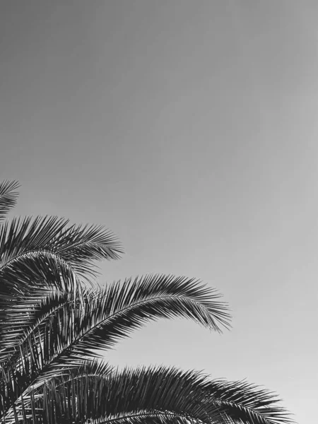 Sommerurlaub und tropische Natur. Palme im Sommer als schwarzweißer, monochromer Hintergrund — Stockfoto