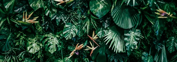 열 대 우림의 잎은 자연 과 환경적 배경, 식물원 과 꽃 배경, 식물의 성장 과 풍경 설계 — 스톡 사진