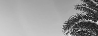 Yaz tatili ve tropikal doğa konsepti. Yaz mevsiminde tek renkli arka plan siyah beyaz palmiye ağacı