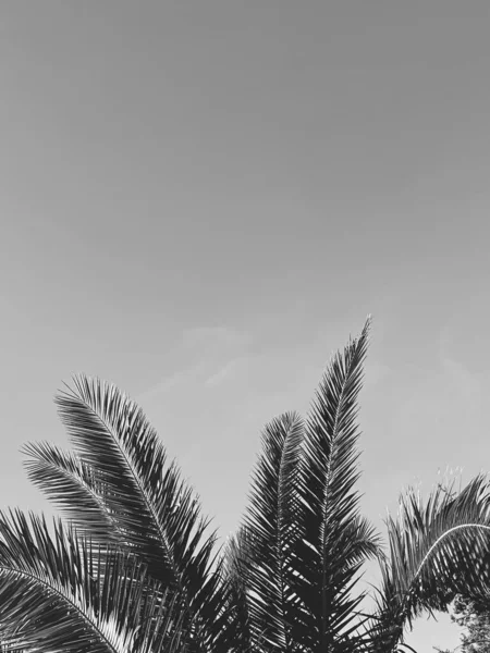 Letní dovolená a koncept tropické přírody. Palma v létě jako vinobraní černobílé, černobílé pozadí — Stock fotografie