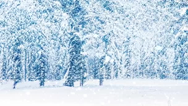 Maravilhas de inverno e nevando paisagem de Natal. Cachoeira na floresta, árvores cobertas de neve como fundo de férias — Vídeo de Stock