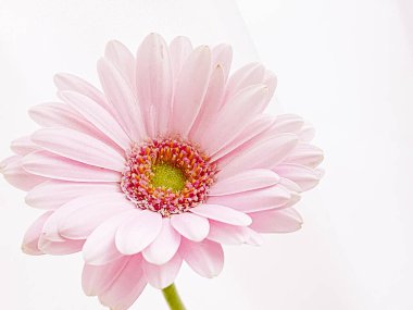 Pembe gerbera papatya çiçeği, bahar doğası.
