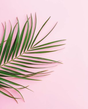 Pembe arka planda yeşil tropikal yaprak, düz çizgi