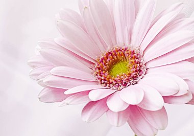 Pembe gerbera papatya çiçeği, bahar doğası.