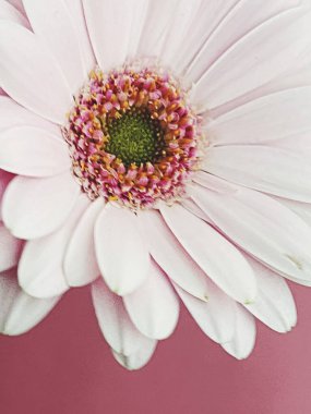 Pembe gerbera papatya çiçeği, bahar doğası.