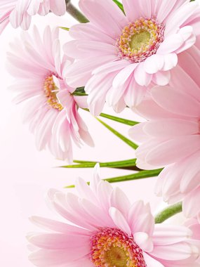 Pembe gerbera papatya çiçeği, bahar doğası.