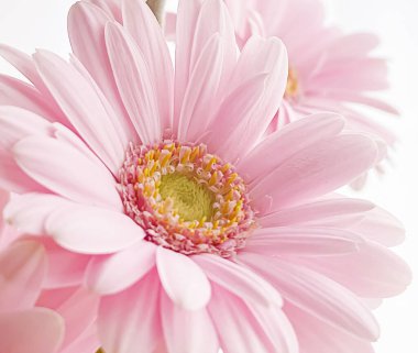 Pembe gerbera papatya çiçeği, bahar doğası.
