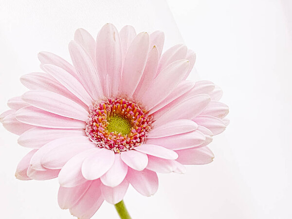 Pink gerbera daisy flower, spring nature