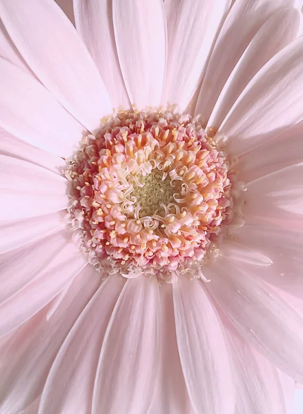 ピンクゲルベラデイジーの花 春の自然 — ストック写真
