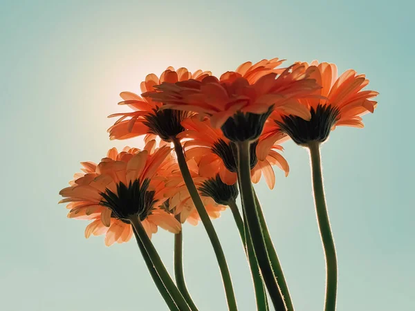 Gerberaデイジーの花と日当たりの良い空の花束 春の自然コンセプト — ストック写真