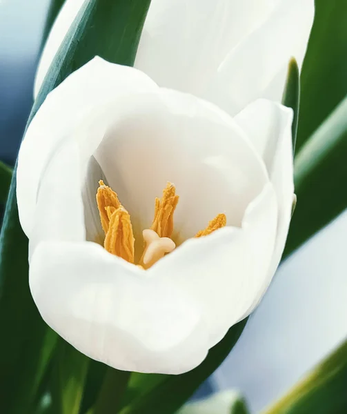 Букет Белых Тюльпанов Красивая Цветочная Концепция — стоковое фото