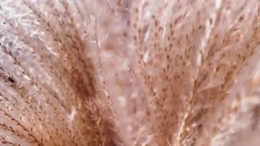 Gün batımında kuru bitkiler, botanik arka plan, sonbahar doğa konsepti