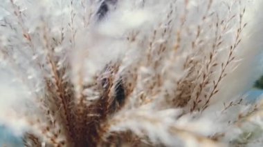 Gün batımında kuru bitkiler, botanik arka plan, sonbahar doğa konsepti