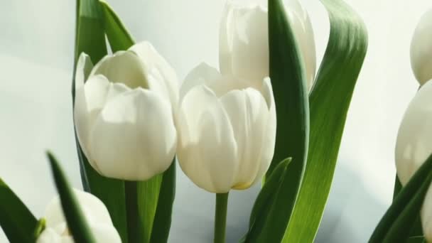 Boeket Witte Tulpen Mooie Bloemen Concept — Stockvideo