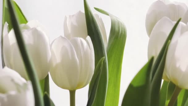 Boeket Witte Tulpen Mooie Bloemen Concept — Stockvideo