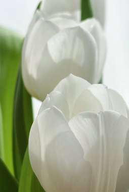 Beyaz lale buketi, güzel çiçek konsepti.