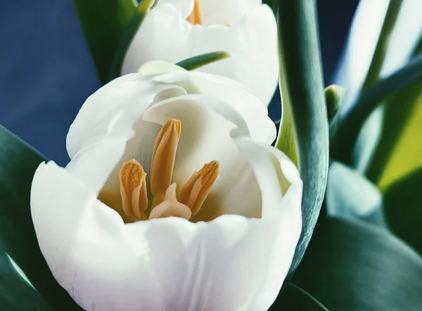 Букет Белых Тюльпанов Красивая Цветочная Концепция — стоковое фото