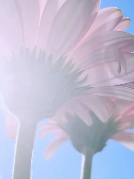 ピンクのガーベラのデイジーの花と晴れ空 春の自然コンセプト — ストック写真