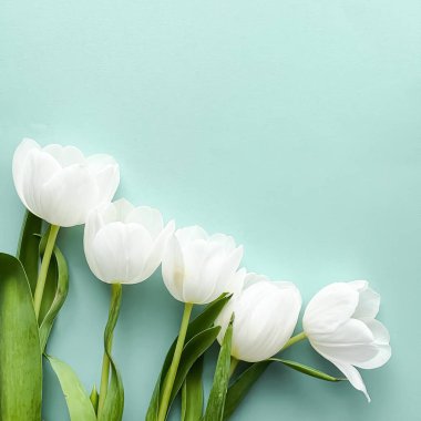 Nane arkaplanda beyaz laleler, düz arkaplan gibi güzel çiçekler, doğa konsepti.