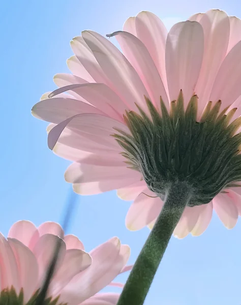 ピンクのガーベラのデイジーの花と晴れ空 春の自然コンセプト — ストック写真