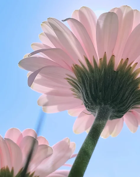 Rosa Gerberas Flores Cielo Soleado Concepto Naturaleza Primavera — Foto de Stock