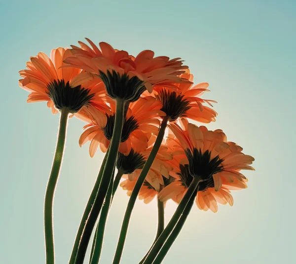 Gerberaデイジーの花と日当たりの良い空の花束 春の自然コンセプト — ストック写真