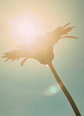 Turuncu gerbera papatya çiçeği ve güneşli gökyüzü, bahar doğası kavramı.