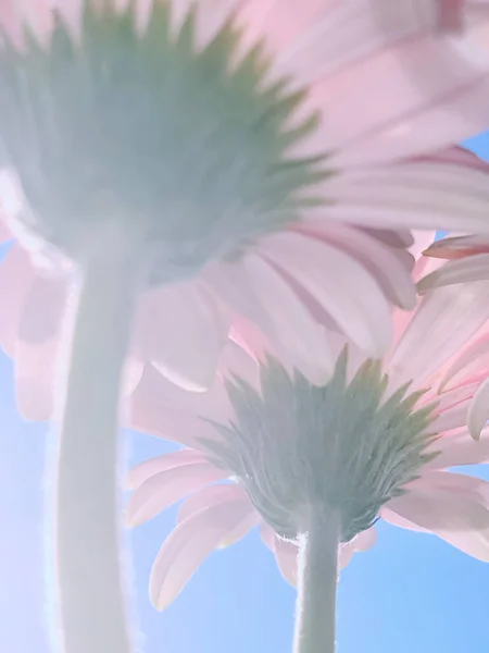 Ροζ Ζέρμπερα Μαργαρίτα Λουλούδια Και Ηλιόλουστο Ουρανό Άνοιξη Έννοια Της — Φωτογραφία Αρχείου