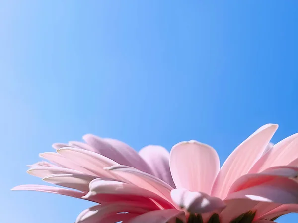 ピンクのガーベラの花びらデイジーの花と青空 春の自然コンセプト — ストック写真